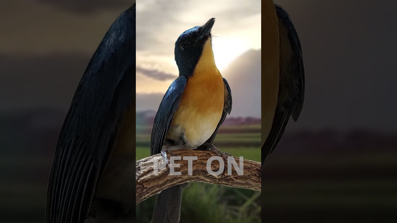 Tickell's blue flycatcher Singing E4 #birdsinging #flycatchers #tledekangunung