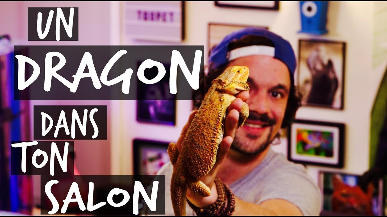 MON PREMIER LEZARD - UN DRAGON DANS TON SALON !! TOOPET