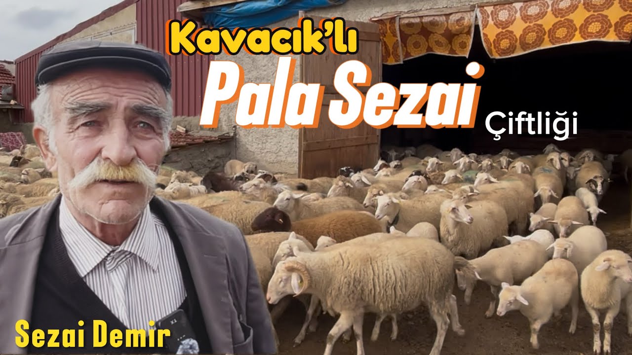 250 Koyunu 18 Köpeği ile Koyun Sevdalısı Pala Sezai #hayvancılık #koyun 