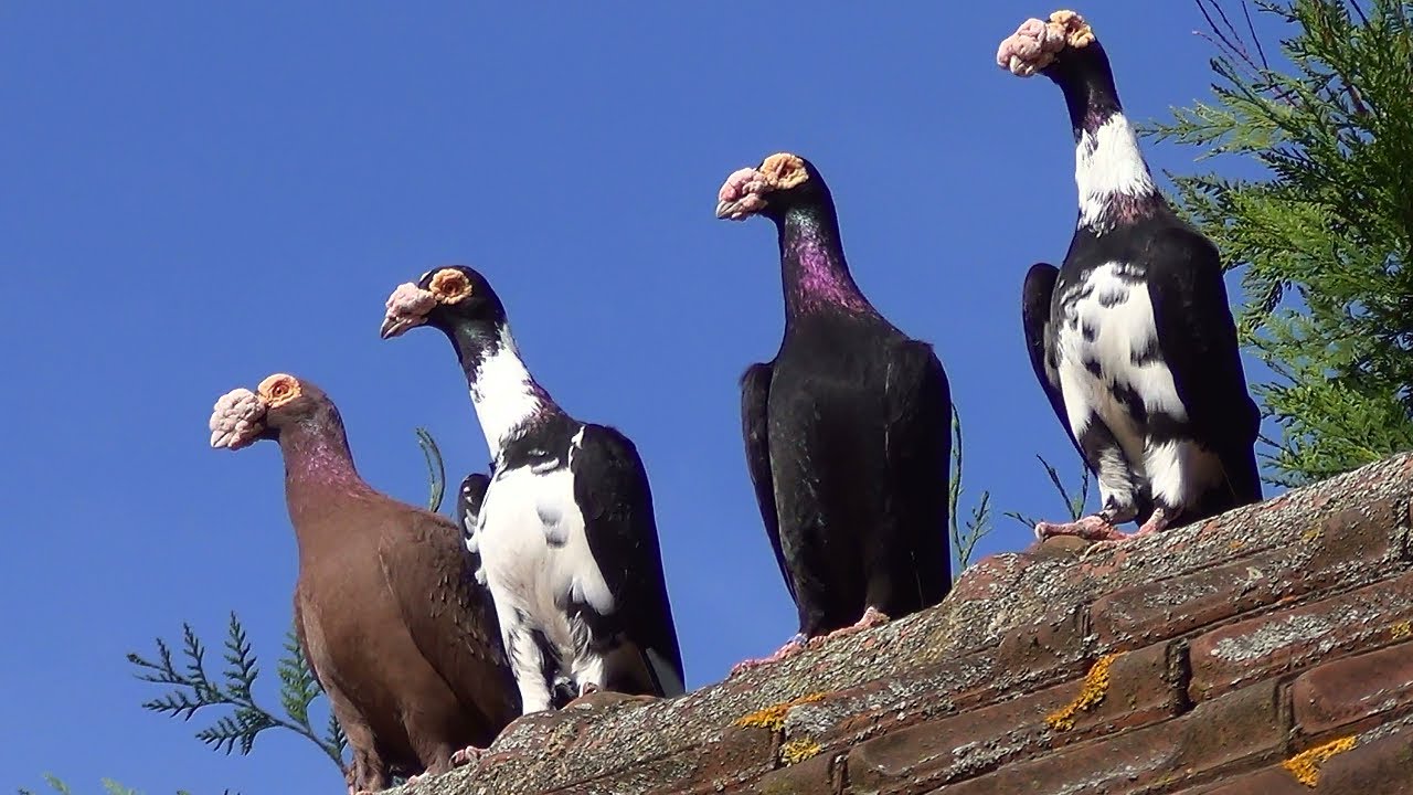 Pigeons Carriers
