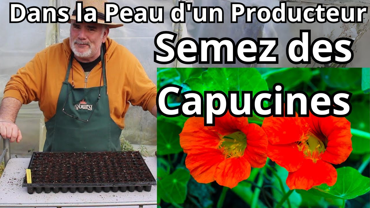 Comment semer des capucines en plaque alvéolée comme un pro?