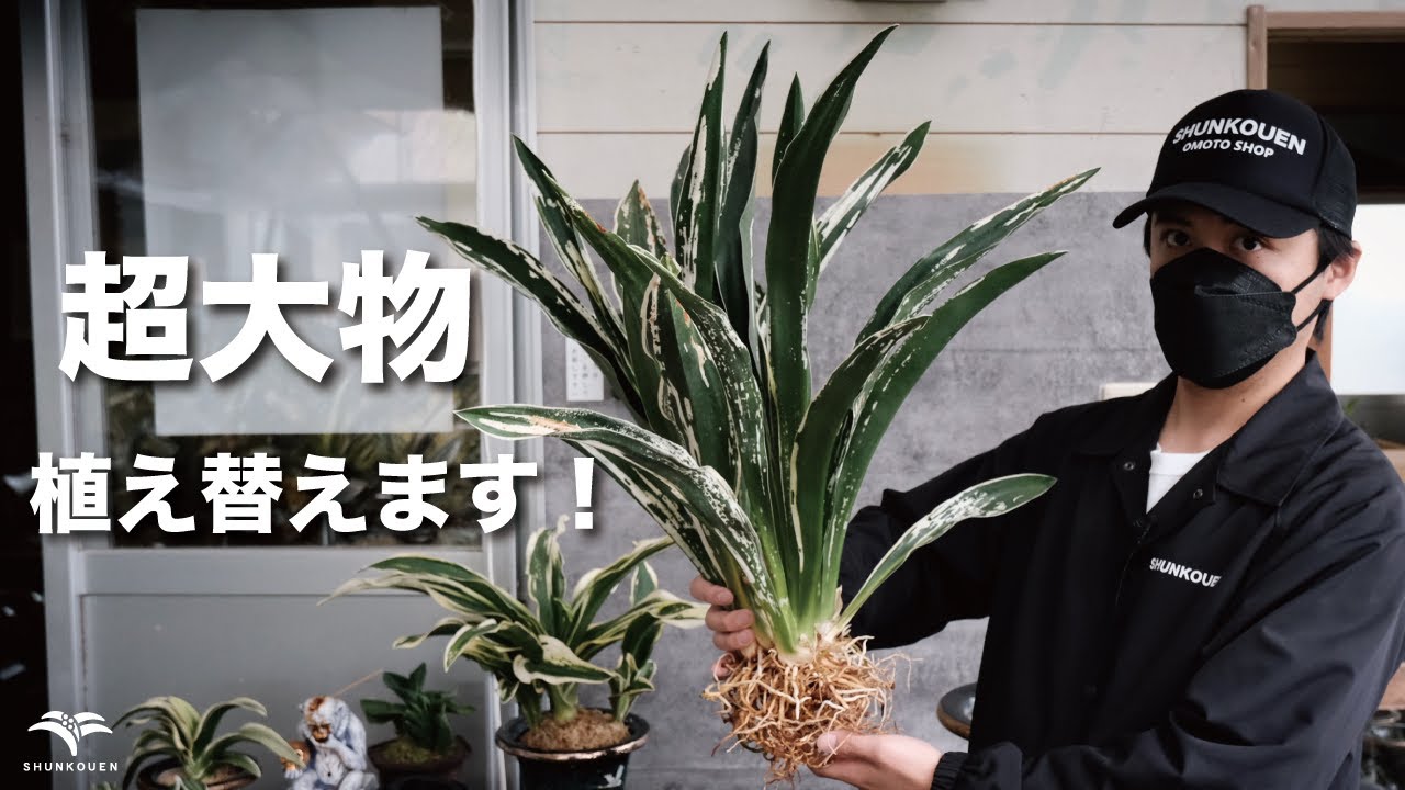 「超大型おもと」を植え替えてみた！