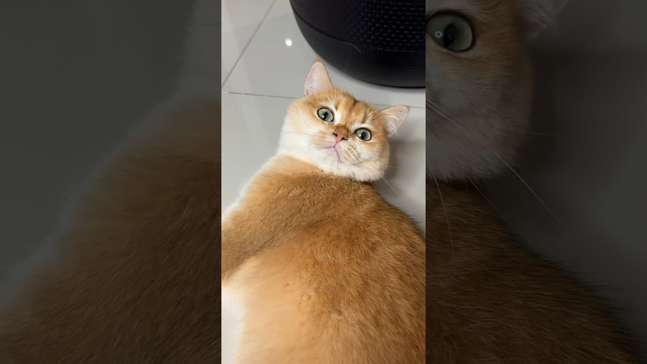 My cat mastered black magic #cat #cats