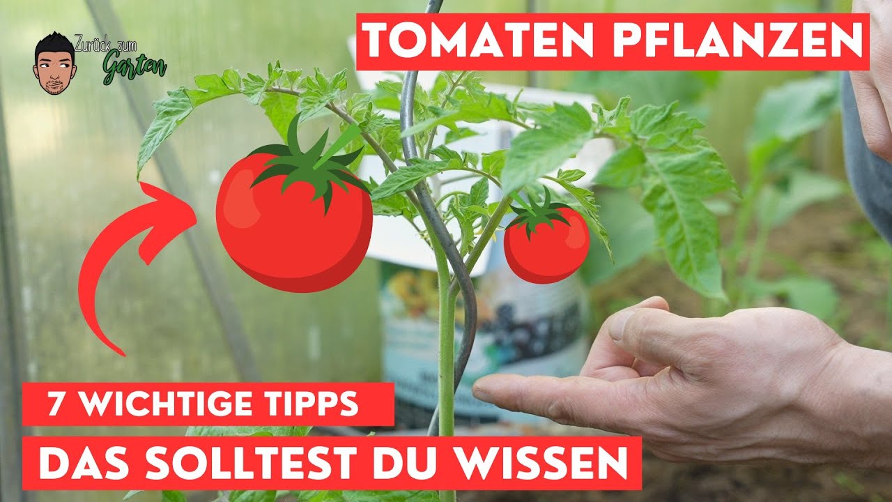 Tomaten einpflanzen - Das solltest du wissen!