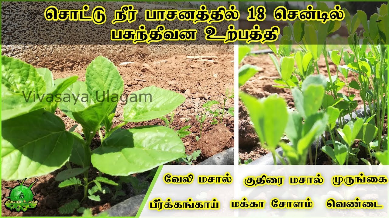 கோழிகளுக்கு தேவையான குதிரை மசால்,வேலி மசால் 18  சென்டில்  பசுந்தீவன  உற்பத்தி ?