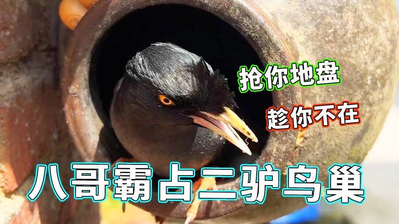 最近二驴不在八哥猖狂的很，毫不犹豫霸占他的巢穴！二驴：你等着，我马上到！【天下一场梦】