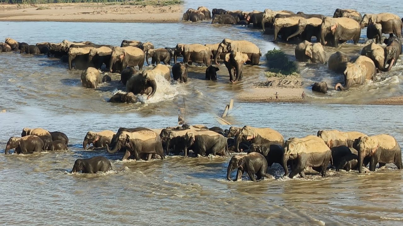 Massive Elephant Herd Crossing River | Rare Wildlife Moment 🐘🌊||elephant herd assam