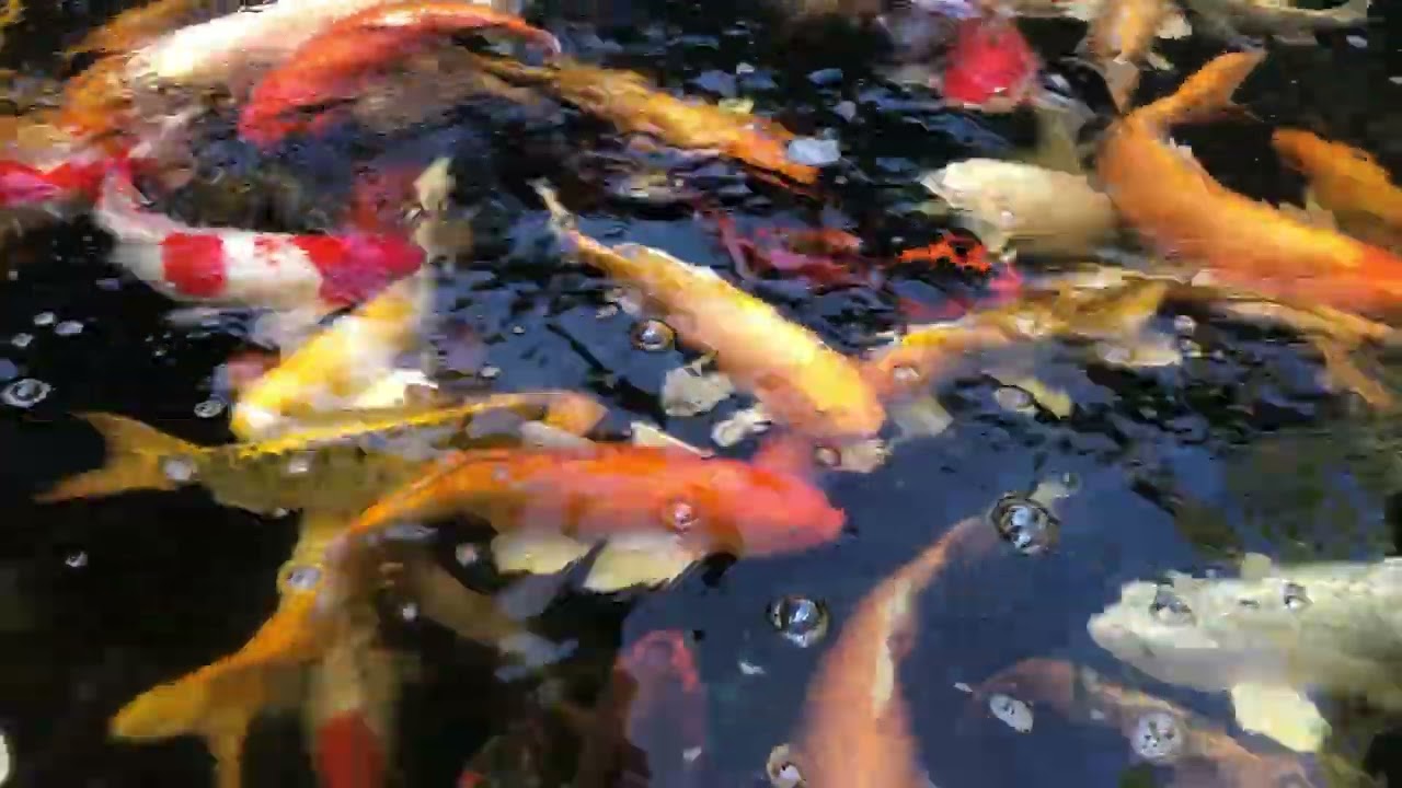 Lifestyle to free of gold fish in beautiful pond 