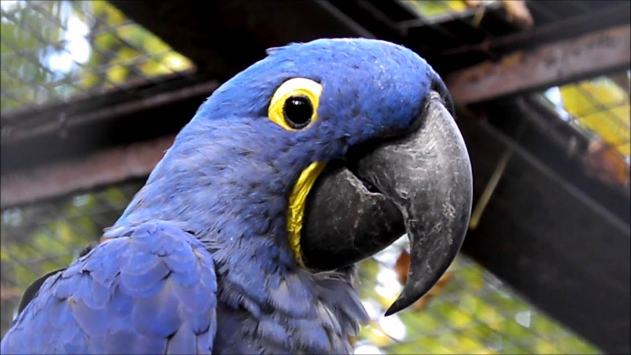 Warszawskie ZOO - Ara Hiacyntowa - Hyacinth Macaw - Anodorhynchus hyacinthinus