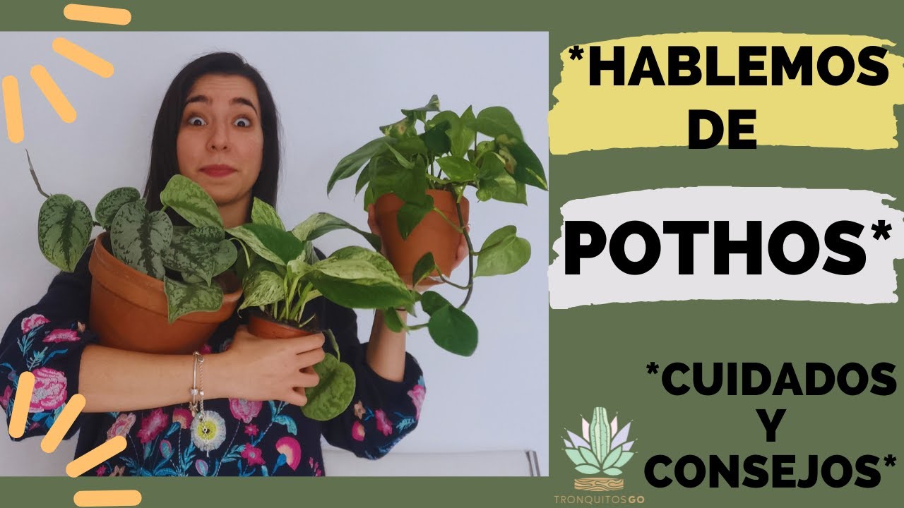 Todo los cuidados de pothos o potos / Scindapsus Pictus, Golden Potho, Marble Queen Potho. Riego y +