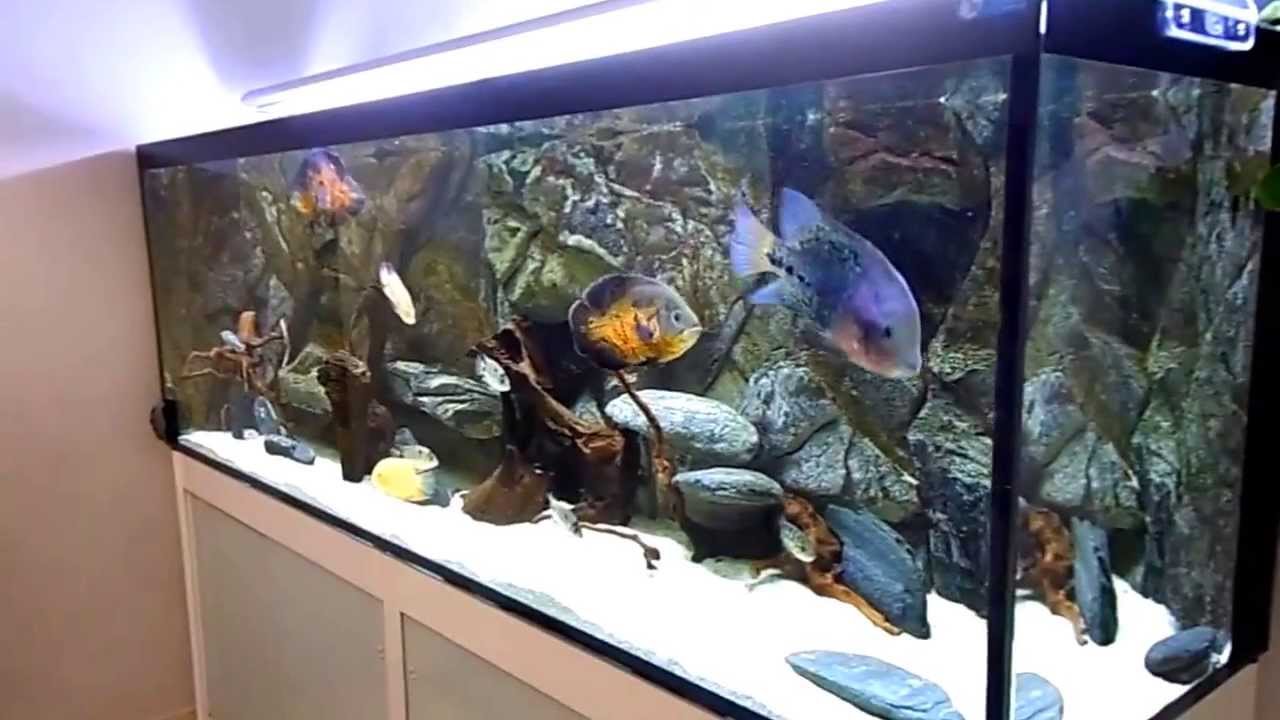 Acuario 1000 litros Grandes Ciclidos Americanos