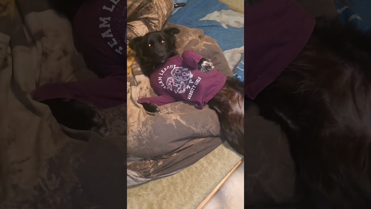 Ну это лайк!! лежит и ждёт палец вверх  👍