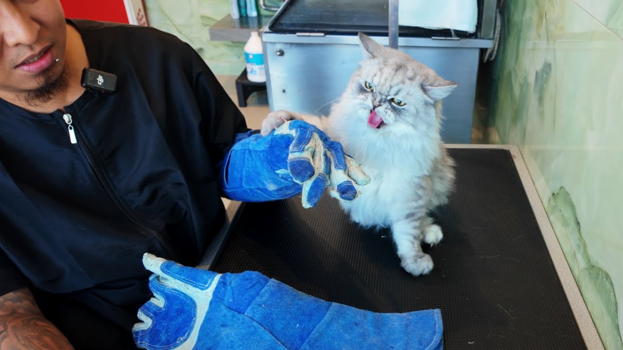 Еще одно место для Острого Кота 🌶️ 🌶️🌶️ достается Фиби 🙀