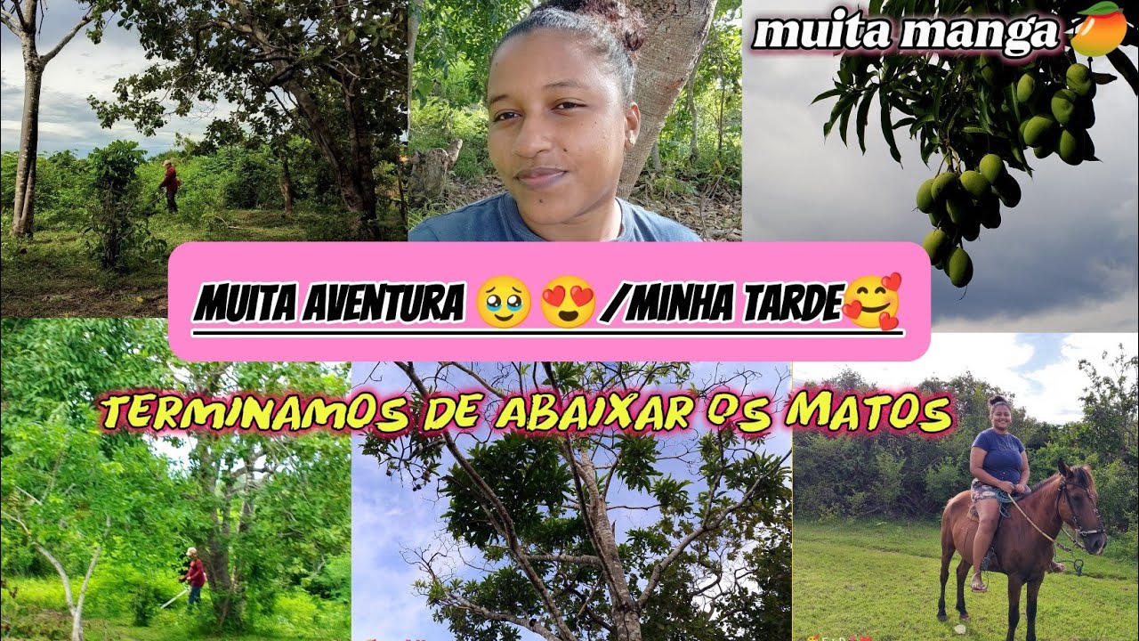 Minha tarde bem produtiva 🥹🥰/terminamos de abaixar os matos /muita fartura de manga🥭#sitio #roça 