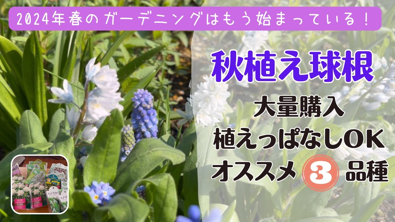 《秋植え球根／購入品／植えっぱなしＯＫおすすめ３品種》2024年春花壇スタート！めちゃくちゃ可愛い小球根／早く買わないとなくなっちゃうかも。。