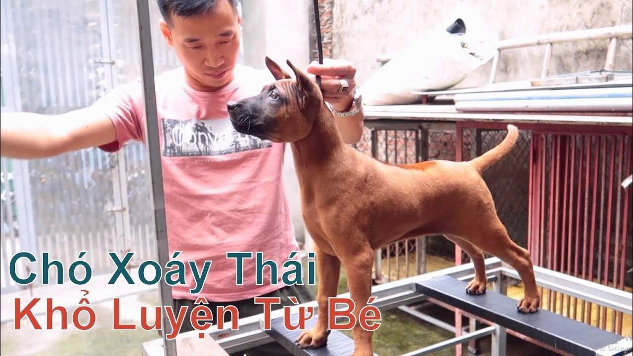 Chó Xoáy Thái Lan - Muốn Thành Công - Phải Khổ Luyện/ Thai Ridgeback Dog/ NhamTuatTV
