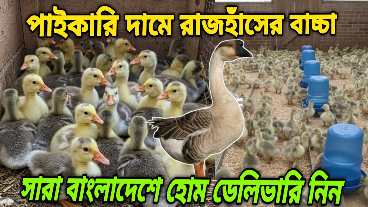 ১ মাস বয়সী রাজহাঁসের বাচ্চা পাইকারি দামে হোম ডেলিভারি নিন।#রাজহাঁসের_বাচ্চা #rajhash