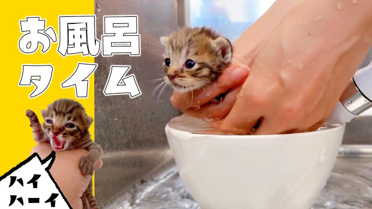 【子猫のお風呂】汚れを落とすためにシャンプーをしたよ★風呂上がりの哺乳瓶ミルクはしみわたるわー【保護猫生活6日目】