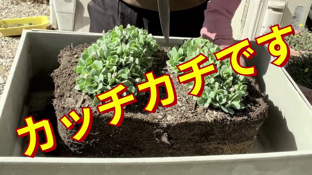 【ベンケイソウ植替え】パンパンに張り詰めた根っこを開放します。
