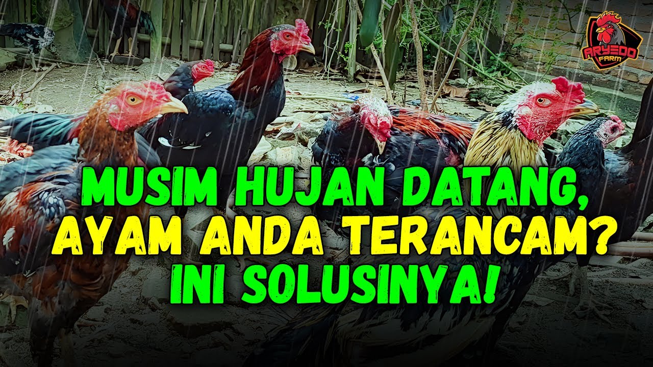 Musim Hujan Datang, Ayam Semi Umbaran Terancam? Ini Solusinya!