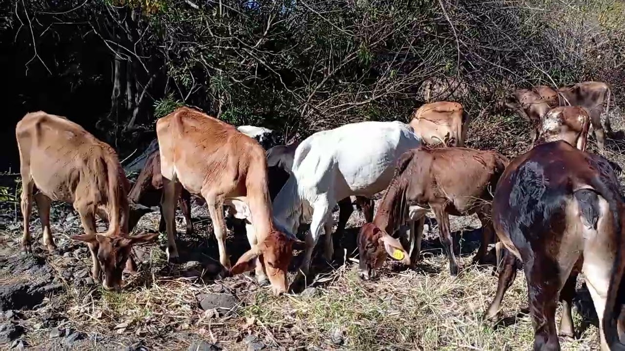 Aguando el ganado en el río #elsalvador #2026 #cow #elsalvador #animals 