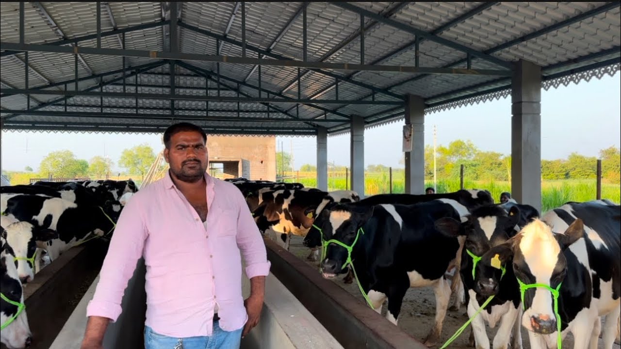 टॉपच्या चाळीस गाभन कालवडींचा लॉट विक्रीसाठी उपलब्ध,संपर्क-क्वालिटीचं माहेरघर डेअरी फार्म,घोडेगांव.