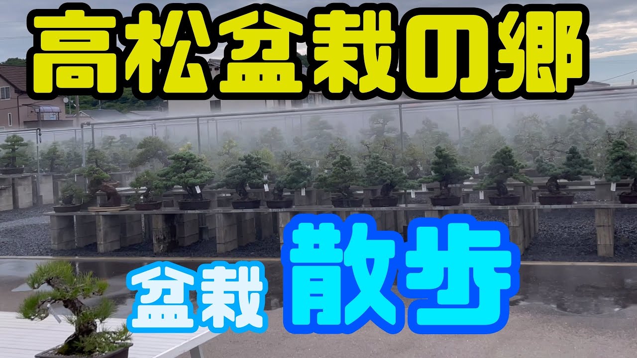 【盆栽】高松盆栽の郷　オープン前　【６月２５日】最後に面白いのあります。