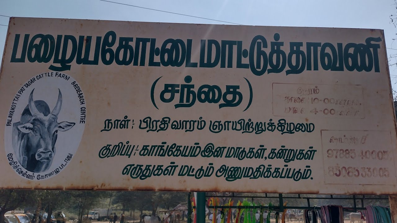 #பழைய #காங்கயம்மாட்டுசந்தை #காங்கேயம்நாட்டுமாட்டுச்சந்தை ##பழையகோட்டைமாட்டுத்தாவணிசந்தை//பழையகோட்டை