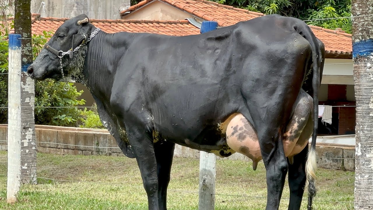 Lote 16 | 10&ordm; LEIL&Atilde;O VIRTUAL JAVA PECU&Aacute;RIA - 25/02/2023 (DOMINGO) 17H