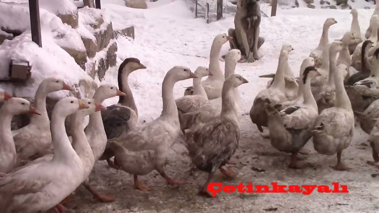 27 12 2025 DELİKTAŞ KÖYÜ
