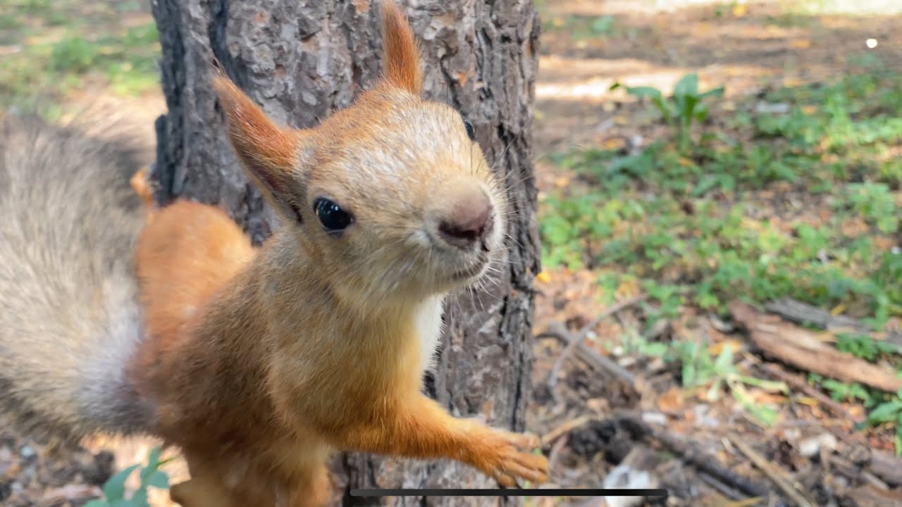 Just look at this beautiful squirrel