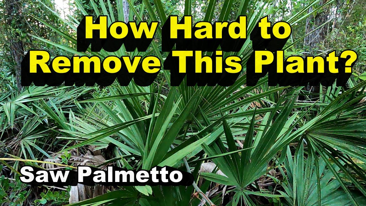 How to Remove Saw Palmetto Plant by Hand