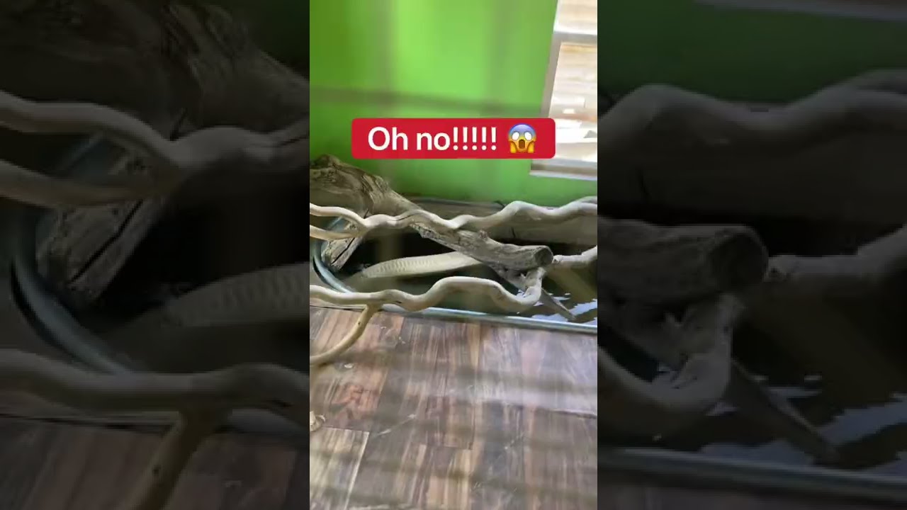 Why Is My Pet Snake Upside Down? 😱🐍 #shorts #snake