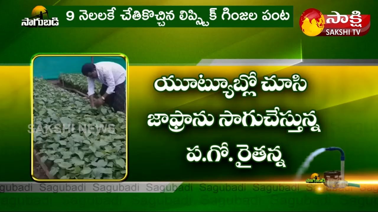 జాఫ్రా గింజల నుంచి లిప్స్టిక్ తయారీ | Lipstick Seeds Farming in West Godavari | Sakshi TV