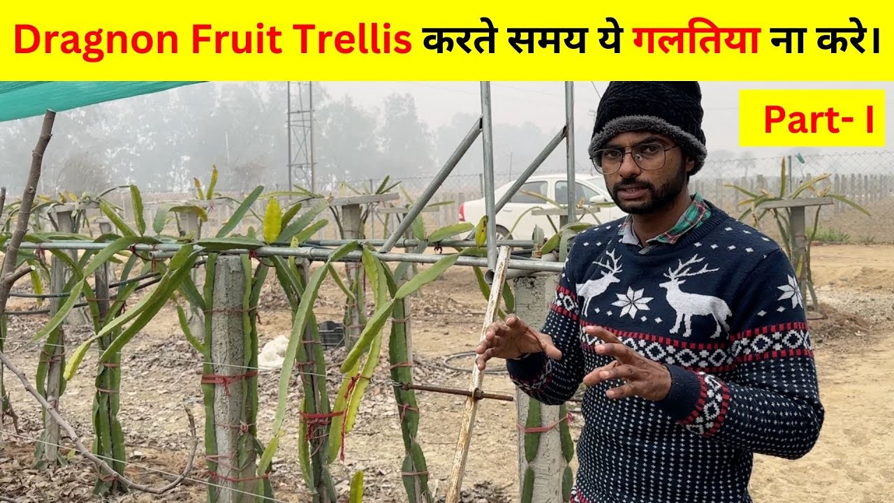 Right way of Doing Dragon Fruit Trellis Method 