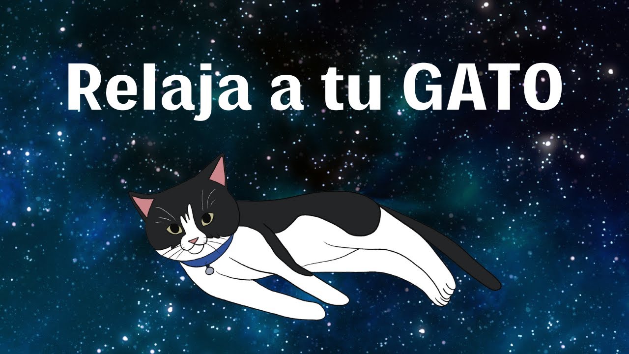 Música relajante para gatos y sus humanos. Música con ronrroneos. Para dormir.