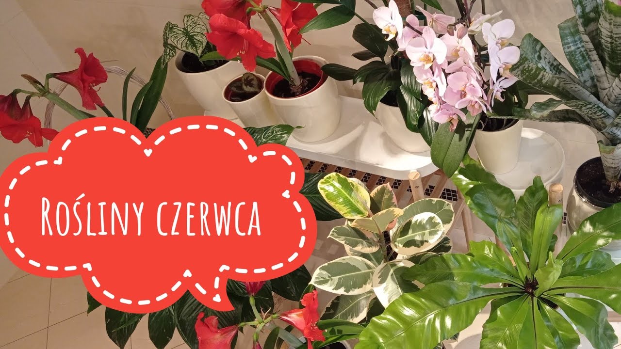 Rośliny czerwca 🍀💚