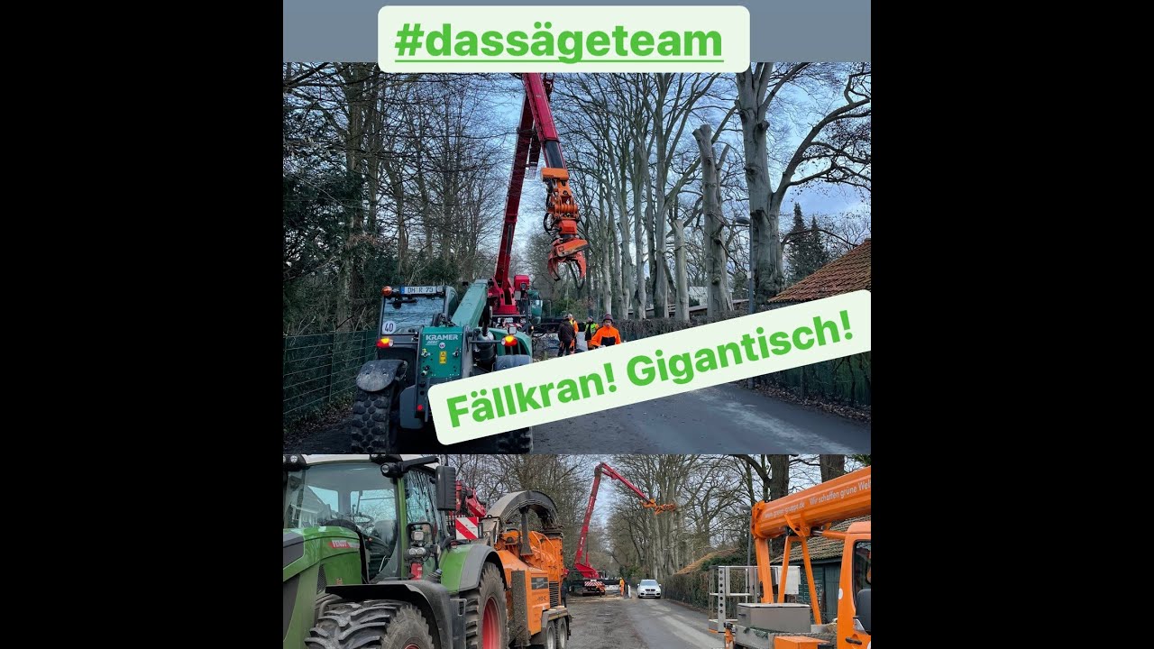 TOP JOB ! Das Säge-Team, Baumfällung 3 Buchen mit Fällkran Grewe ! Holzhacker von Froese und Belke !