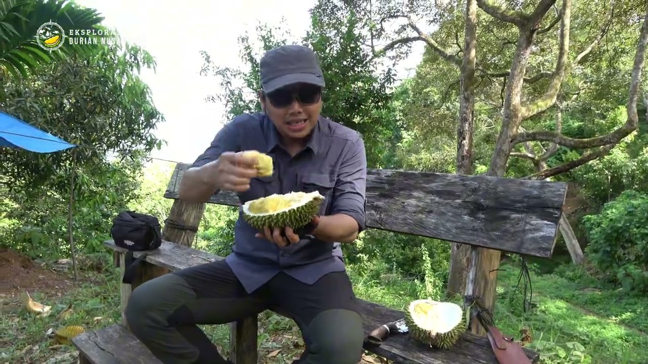 Durian Traveler Calang Farm, Harta Karun Durian Indonesia