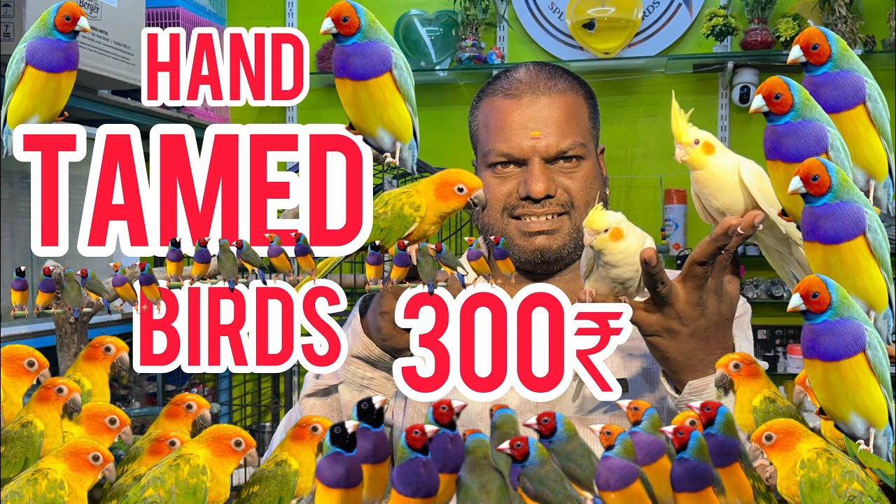 Hand Tamed Birds | Best Tamed Birds in Bangalore | Bird price in Bangalore | Best price in Bangalore