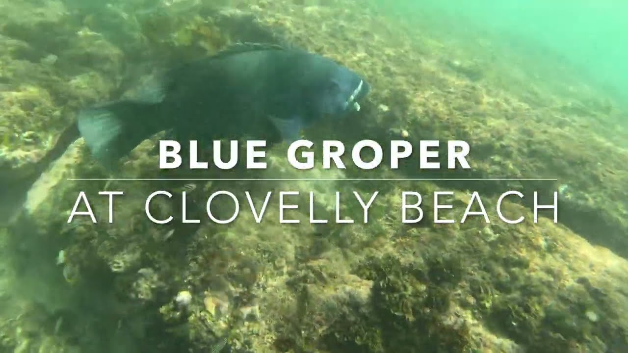 Clovelly Beach's Guardian!? Snorkelling with Giant Blue Groper!
