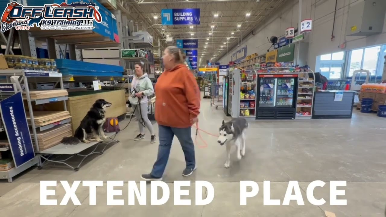 Rex | 8 Month Old Shepherd Mix | Best Dog Trainer Cleveland, OH | Distraction Training 