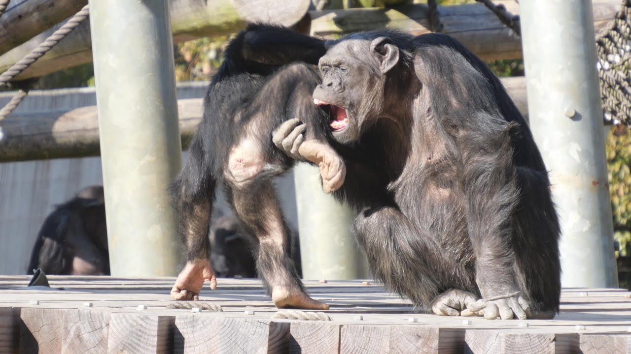 日本一の悪戯キッズ、ディルに手を焼くペコさんとデッキー　多摩動物公園　チンパンジー　202602