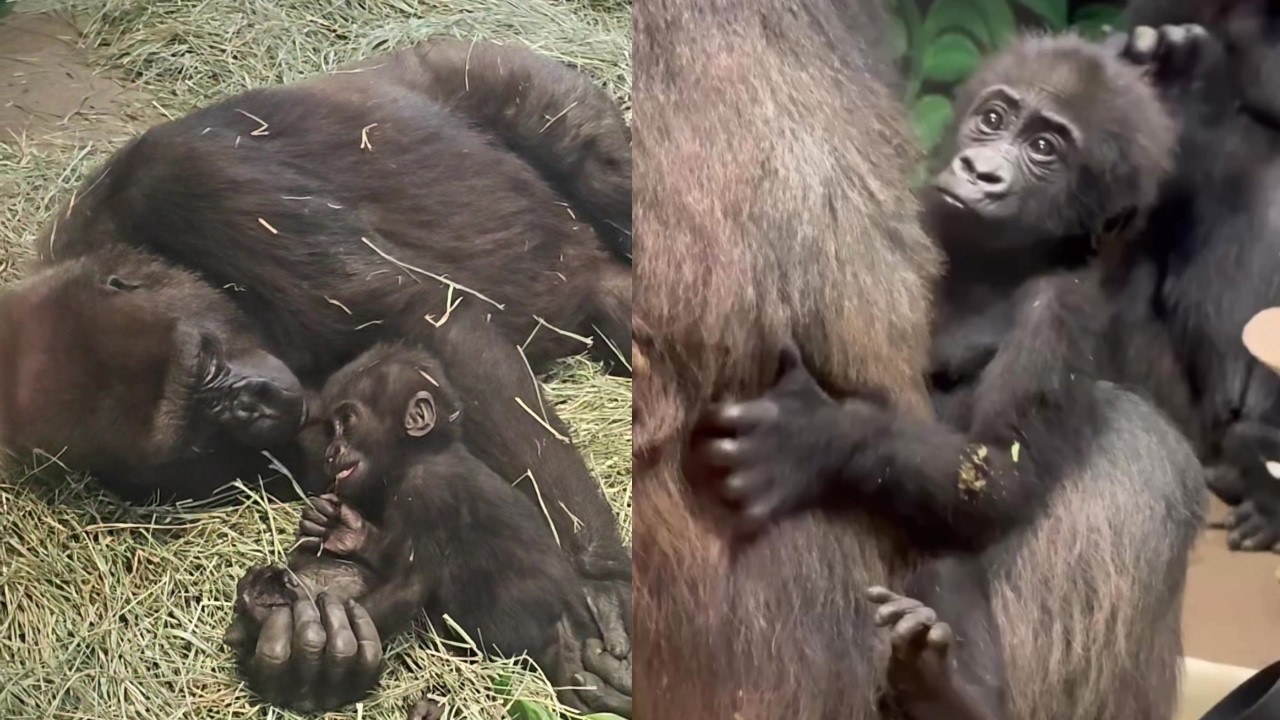 Addo the Adorable: A Baby Gorilla's Journey