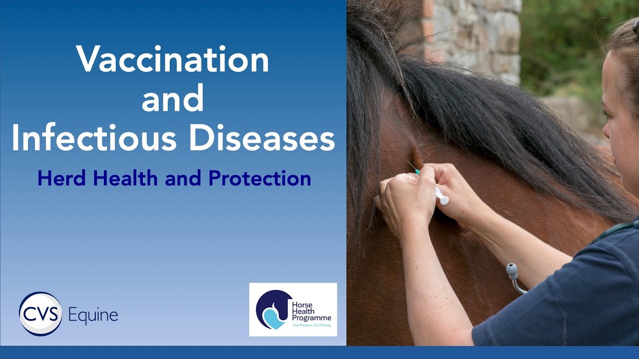 Vaccinations & Infectious Diseases in Horses