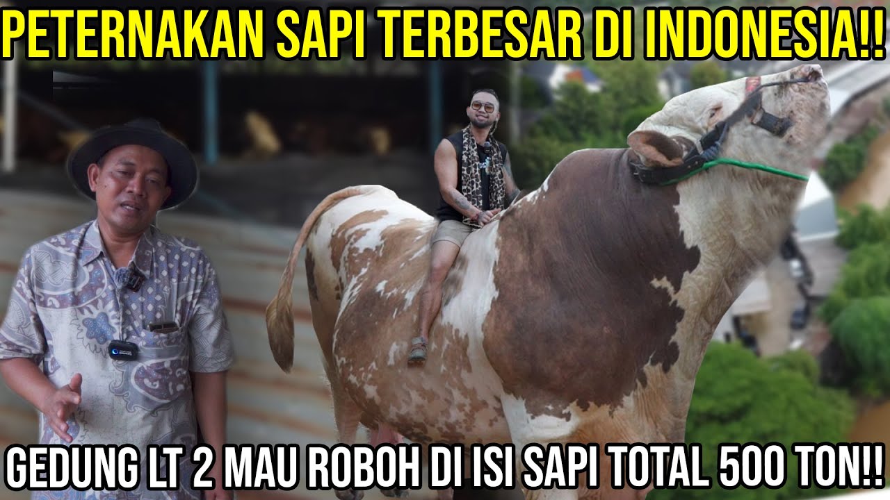 PETERNAKAN SAPI TERBESAR DI INDONESIA!! GEDUNG LT 2 MAU ROBOH DI ISI SAPI TOTAL 500 TON!!