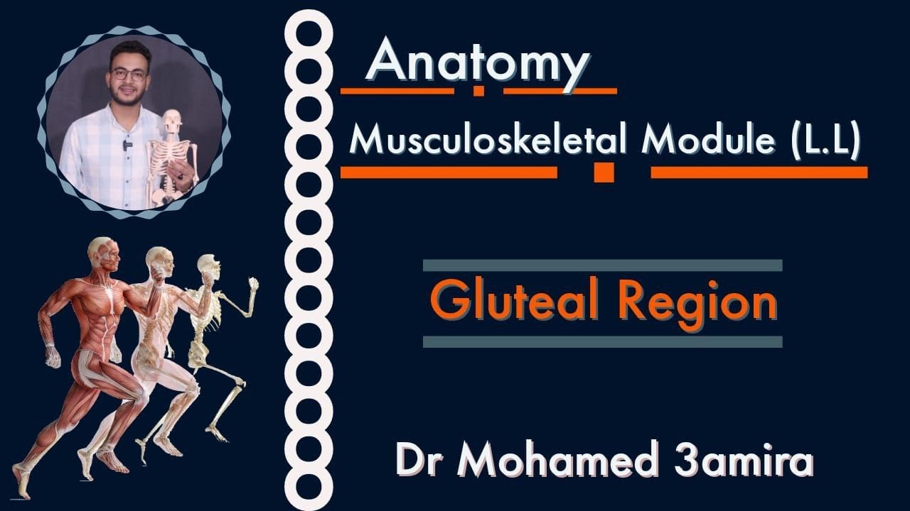 Gluteal Region