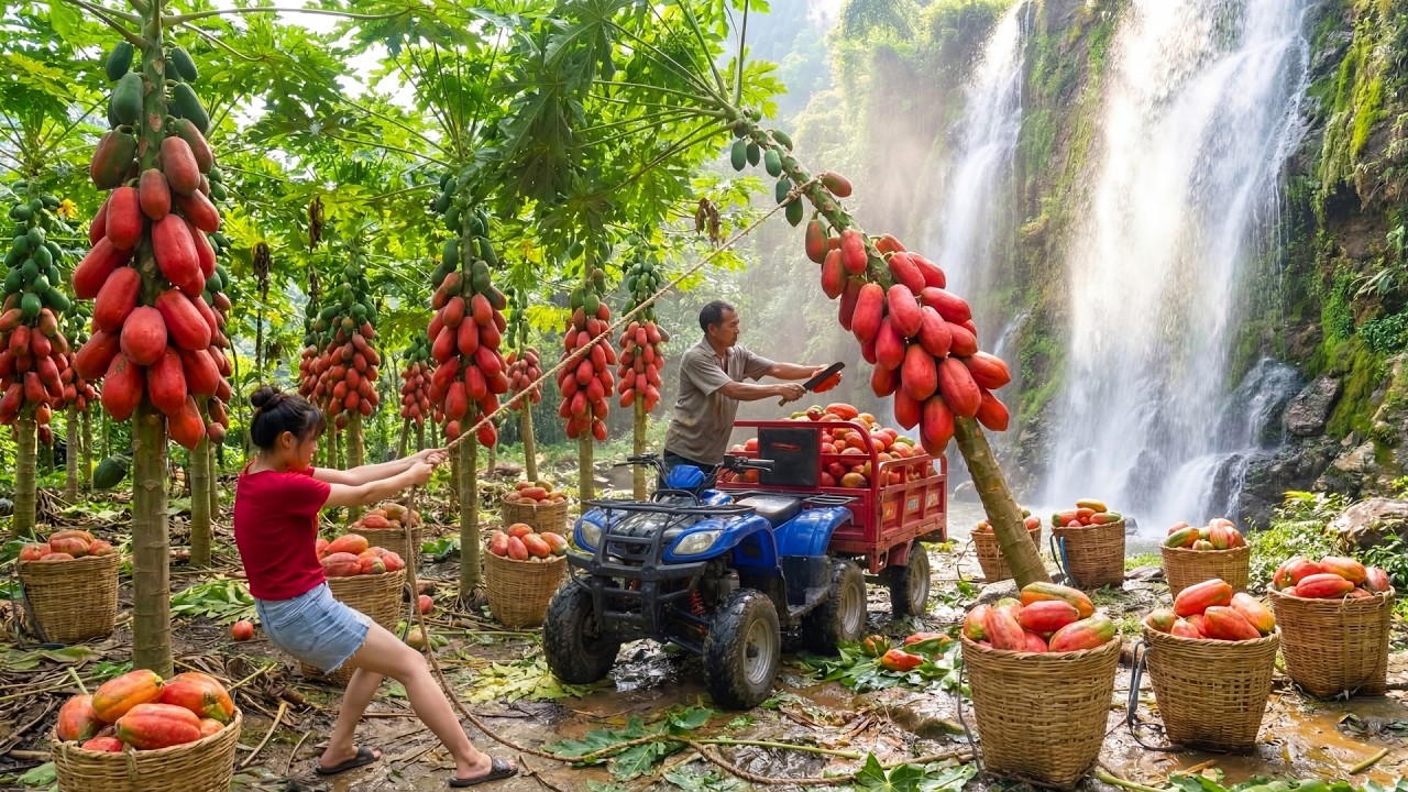 Harvesting 1000kg of Giant Papayas from the Jungle and Bringing Them to Market for Sale | Farm Life