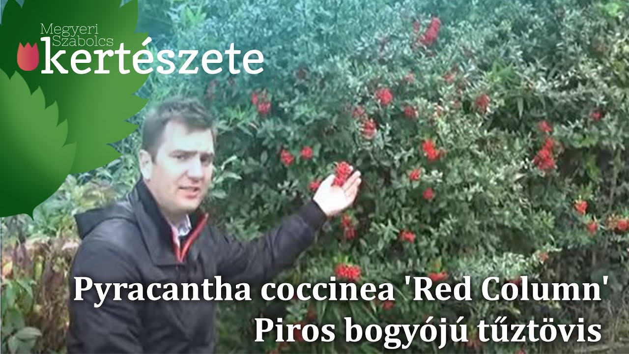 Pyracantha coccinea 'Red Column' - Piros bogyójú tűztövis