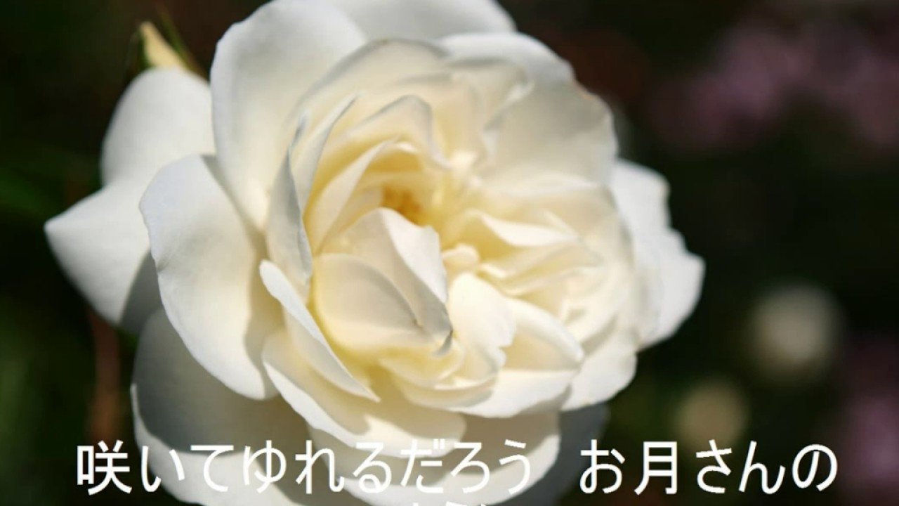 赤い花白い花（昭和４５年以前）芹洋子　Cover